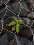 Impatiens parviflora. Цветущее растение. Московская обл., ГО Подольск, мкр-н Климовск, откос автодороги, в габионе. 11.08.2022.