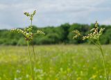 Filipendula vulgaris. Верхушки бутонизирующих растений. Республика Башкортостан, Белокатайский р-н, Белянковский сельсовет, окр. дер. Перевоз, долина р. Уфа, разнотравно-злаковый луг. 2 июля 2022 г.