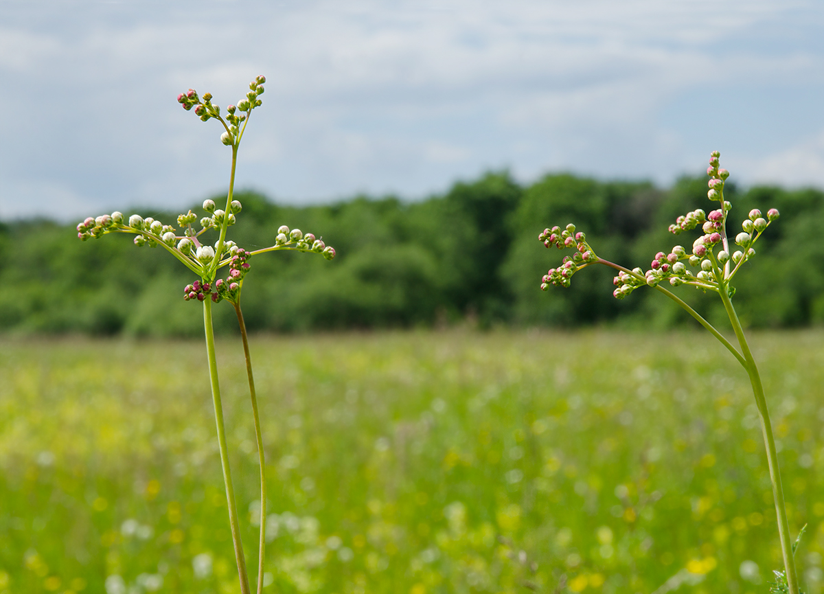 Изображение особи Filipendula vulgaris.