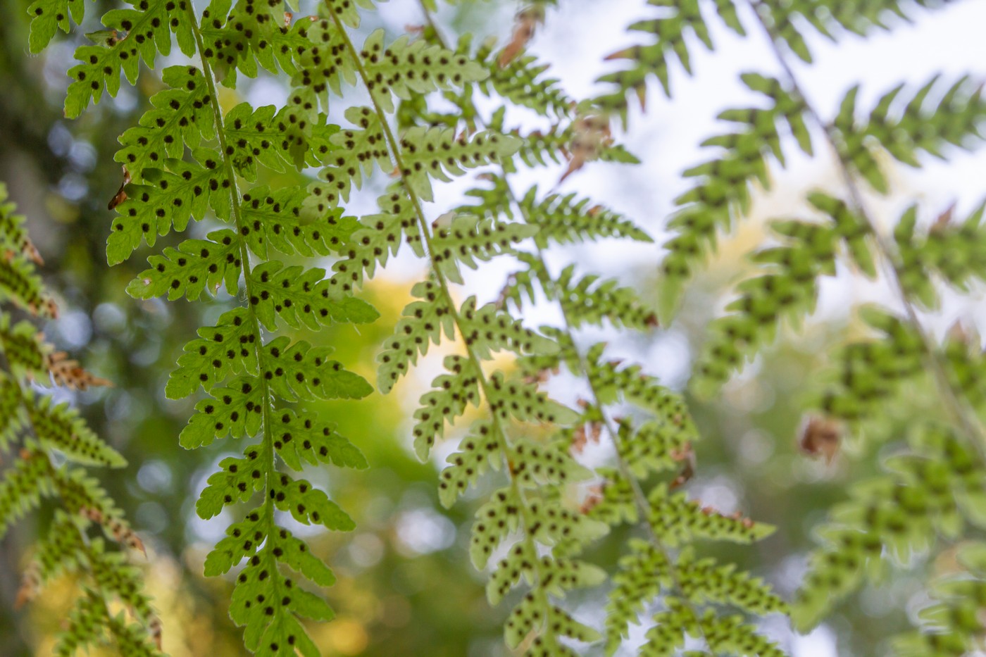 Изображение особи Woodsia caucasica.