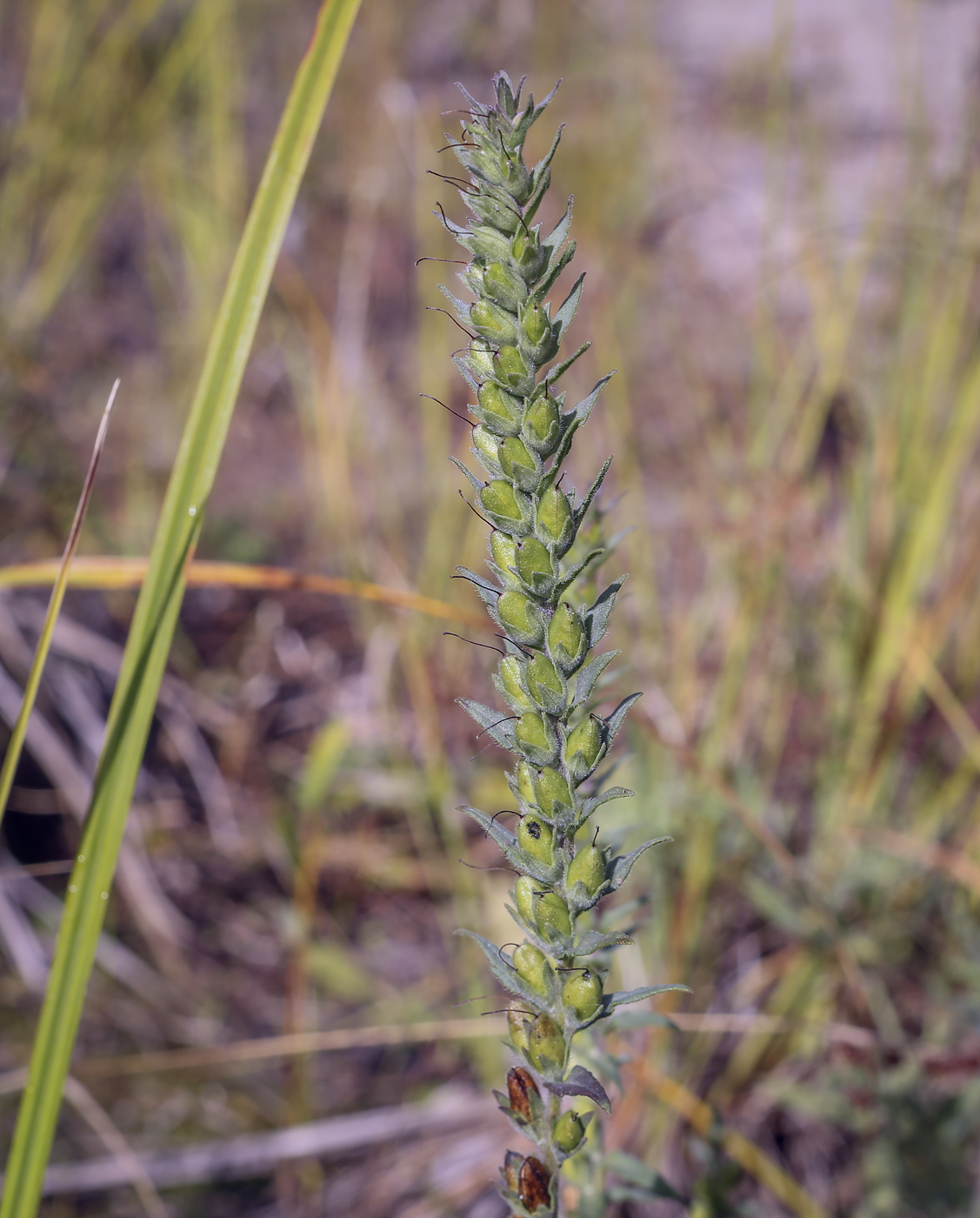 Изображение особи Odontites vulgaris.