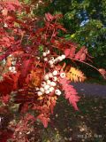 Sorbus koehneana