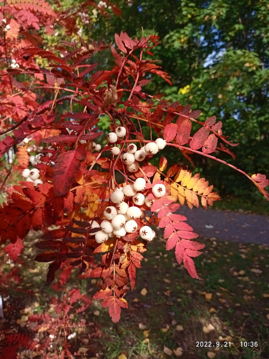 Изображение особи Sorbus koehneana.