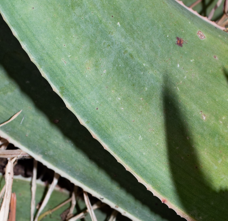 Image of Aloe striata specimen.
