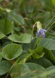 Viola sacchalinensis. Бутон и листья. Камчатский край, Елизовский р-н, природный парк \"Вулканы Камчатки\", южный участок, кластер \"Налычевский\", кордон Таловский, берег р. Таловая, лужайка. 22.08.2022.