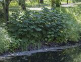 Filipendula camtschatica. Вегетирующие растения. Ярославская обл., г. Переславль-Залесский, дендрологический парк им. С. Ф. Харитонова, берег пруда, в культуре. 12.06.2022.