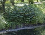 Filipendula camtschatica