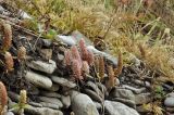 Orostachys maximowiczii. Цветущее растение. Приморье, Хасанский р-н, окр. Славянского гор. пос., юго-восточная сторона полуострова, супралитораль. 16.10.2022.
