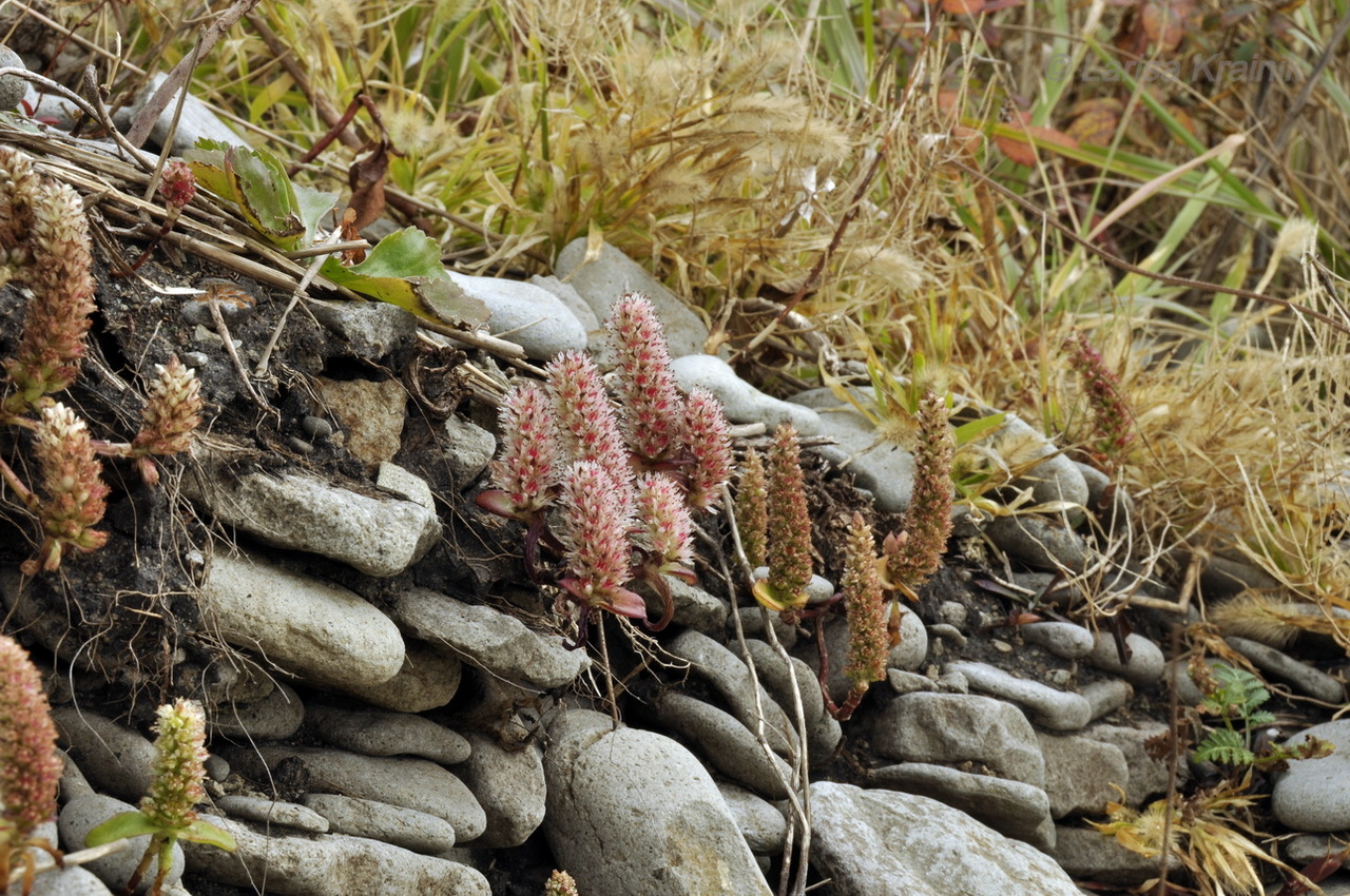 Image of Orostachys maximowiczii specimen.