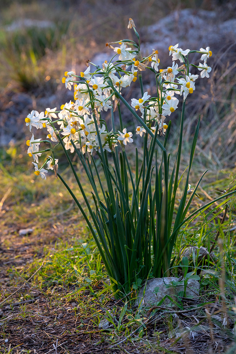 Изображение особи Narcissus tazetta.