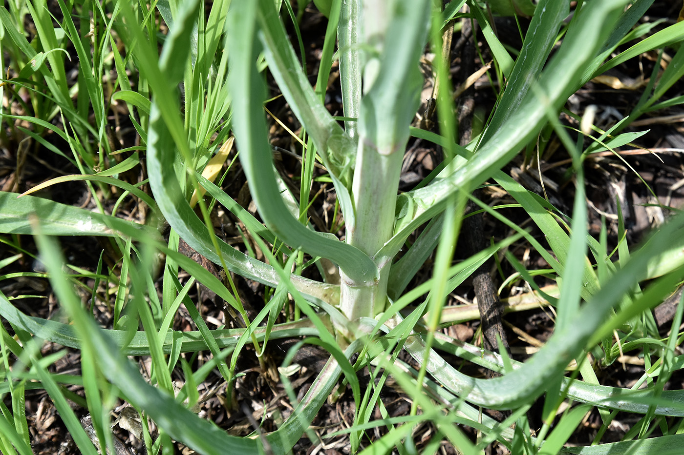 Изображение особи Tragopogon orientalis.