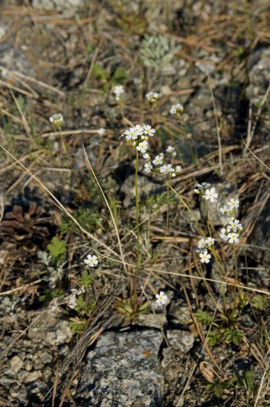 Изображение особи Androsace septentrionalis.