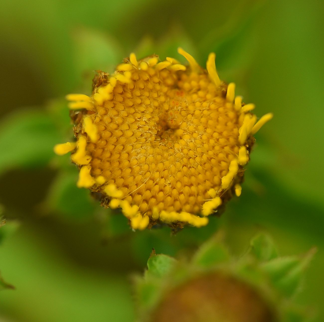 Изображение особи Inula aspera.