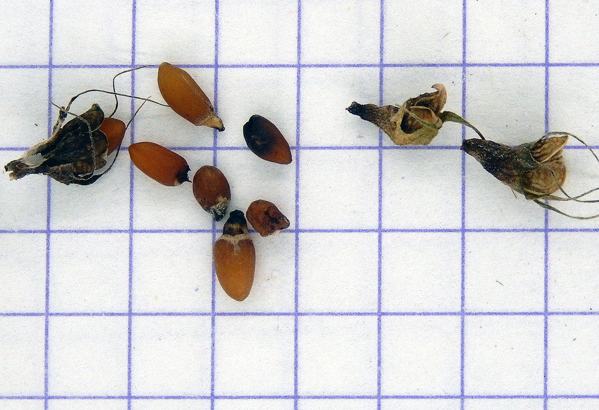 Image of Melampyrum argyrocomum specimen.