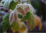 Rubus idaeus. Листья в осеннем окрасе, покрытые утренним инеем. Московская обл., Раменский р-н, окр. дер. Хрипань, садовый участок. 30.09.2010.