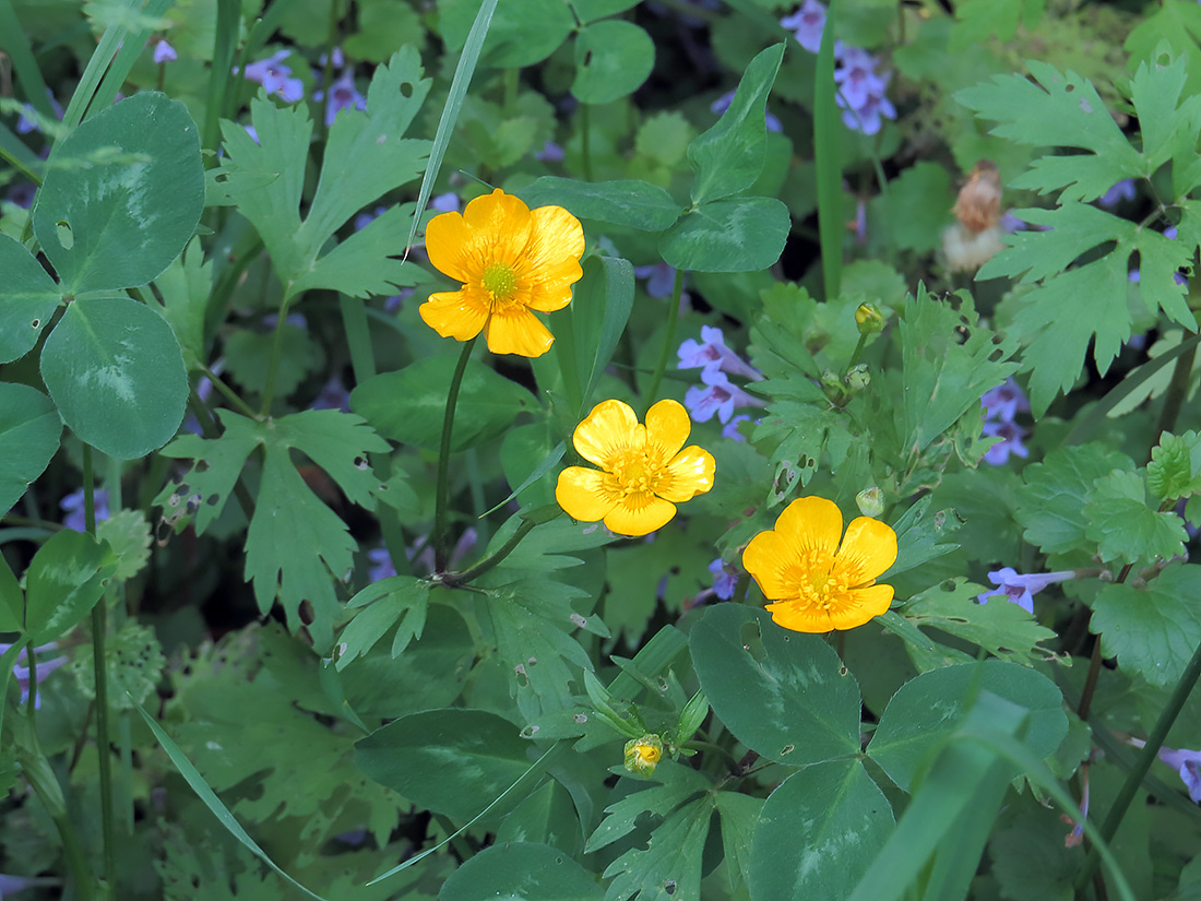 Изображение особи Ranunculus repens.