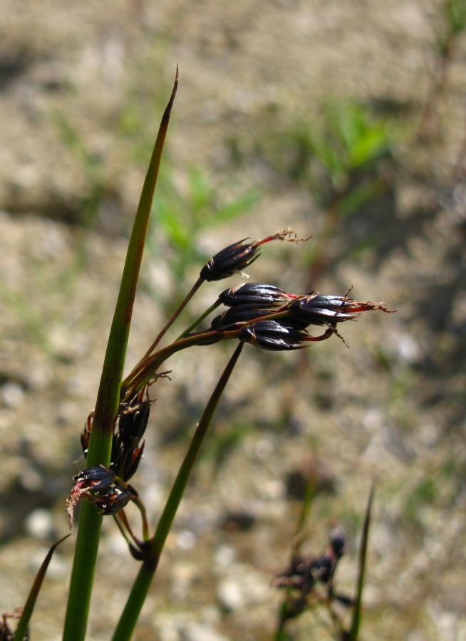 Image of Juncus beringensis specimen.