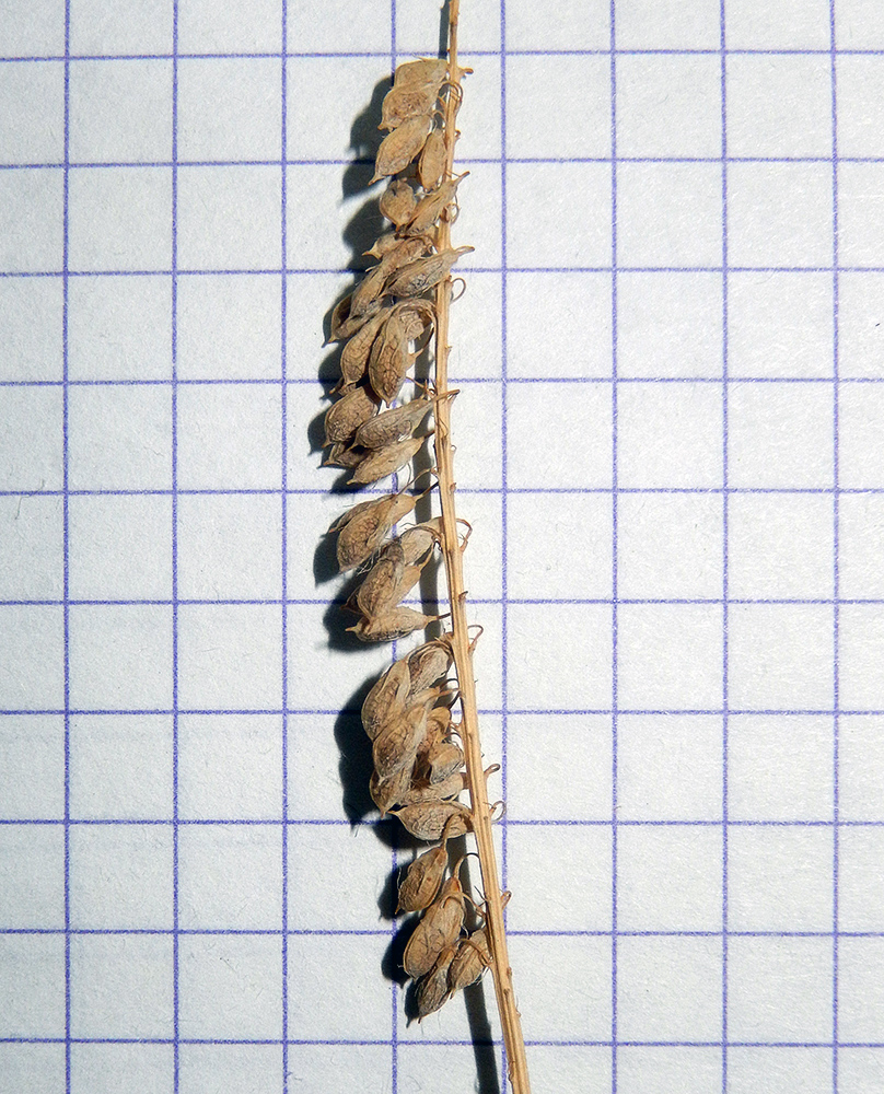 Image of Melilotus officinalis specimen.