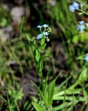 Myosotis palustris