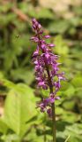 Orchis mascula