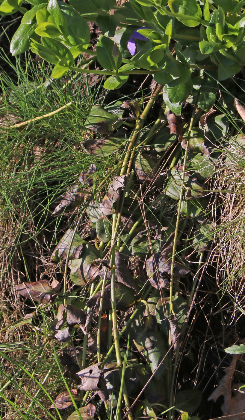 Image of Vinca pubescens specimen.