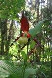 Cypripedium calceolus