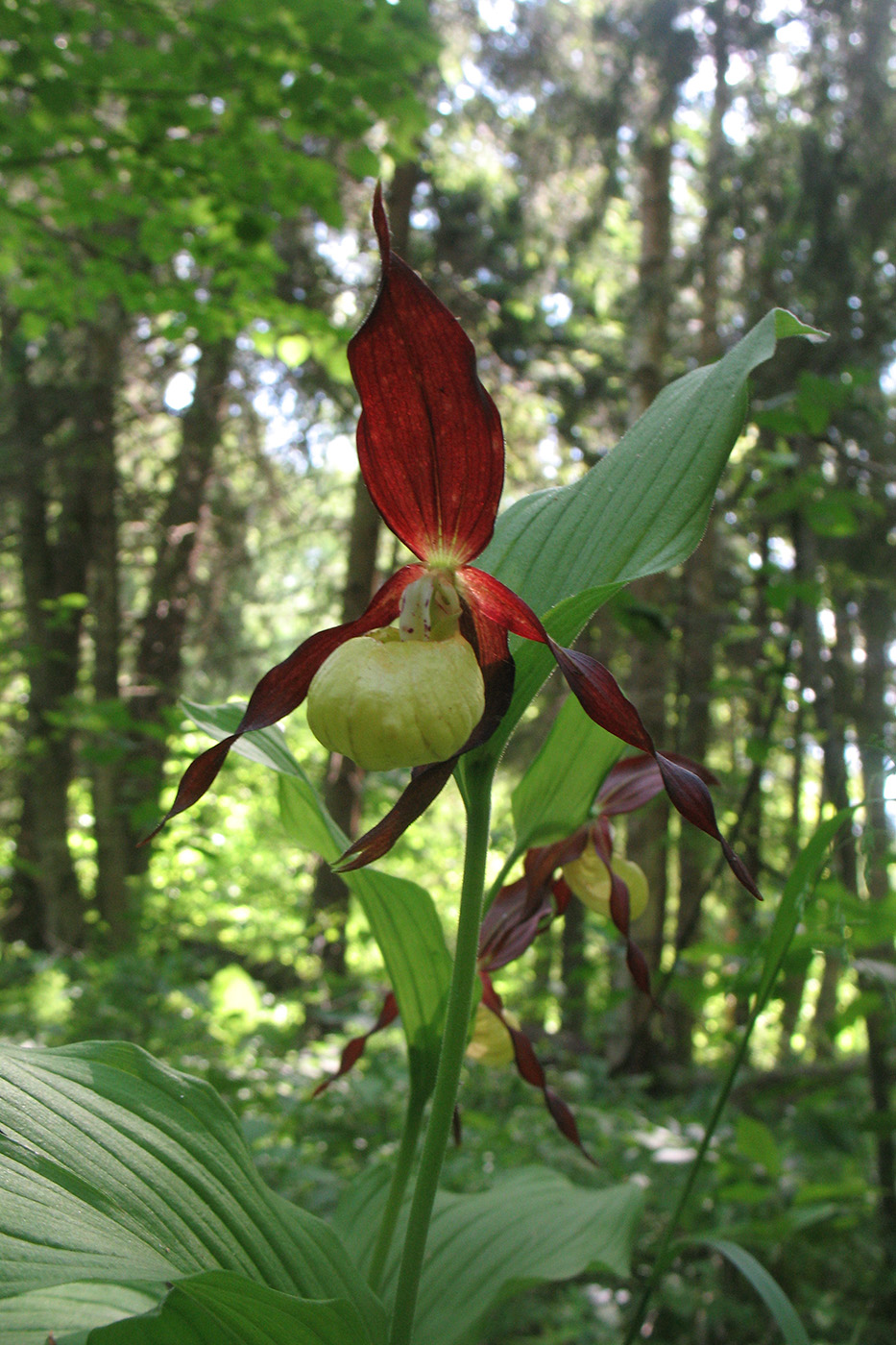 Изображение особи Cypripedium calceolus.