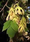 Acer negundo