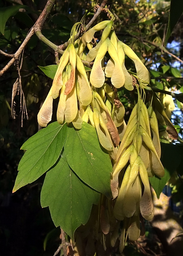 Image of Acer negundo specimen.