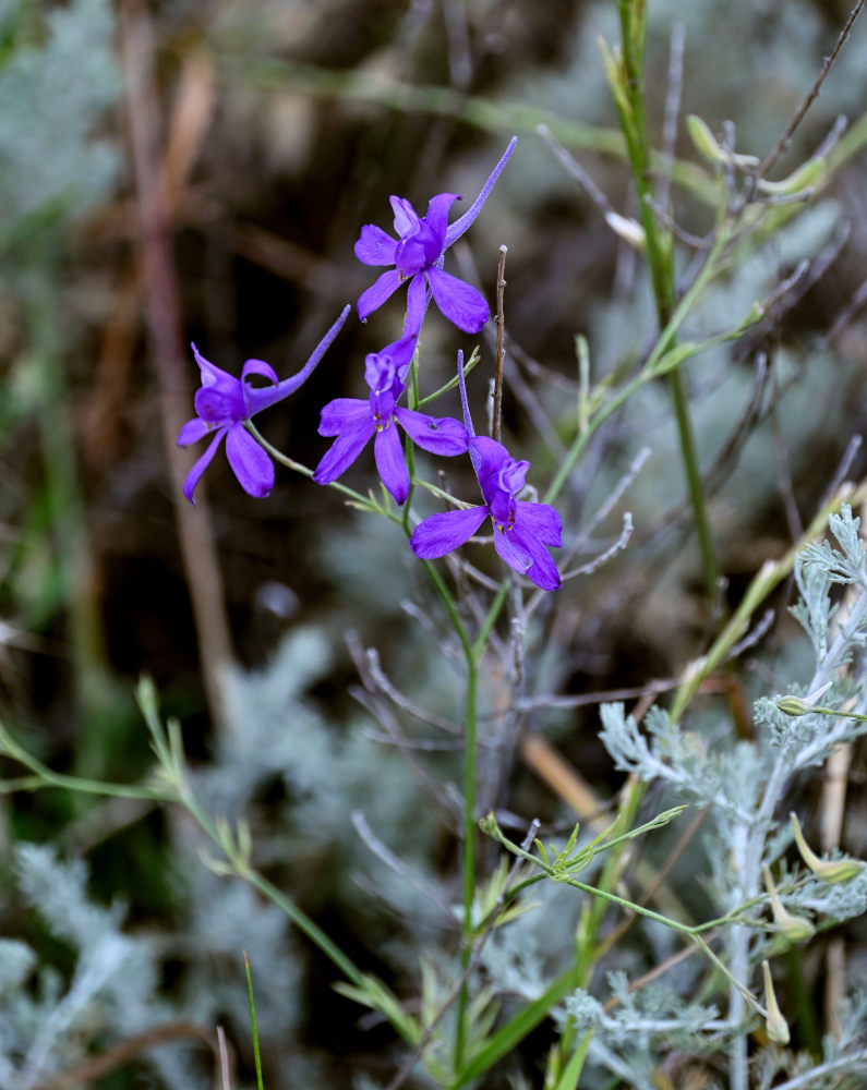 Image of genus Delphinium specimen.