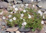 Geranium collinum