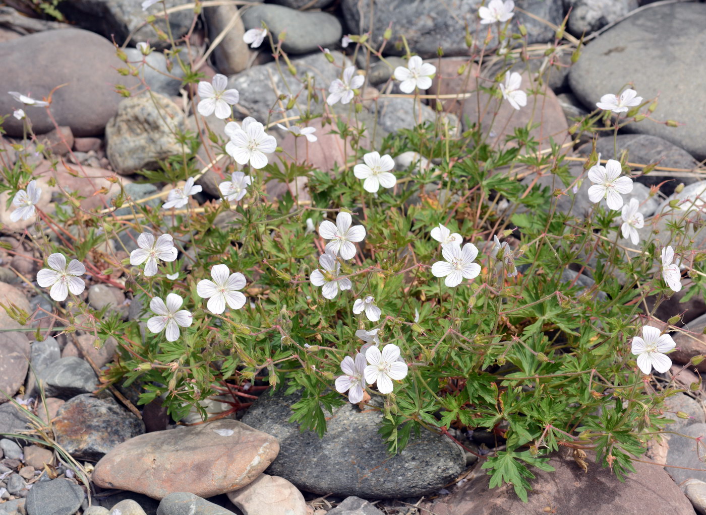 Изображение особи Geranium collinum.