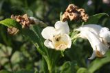 Weigela middendorffiana. Цветок, повторное цветение. Сургут, Сургутский ботанический сад. 06.08.2023.
