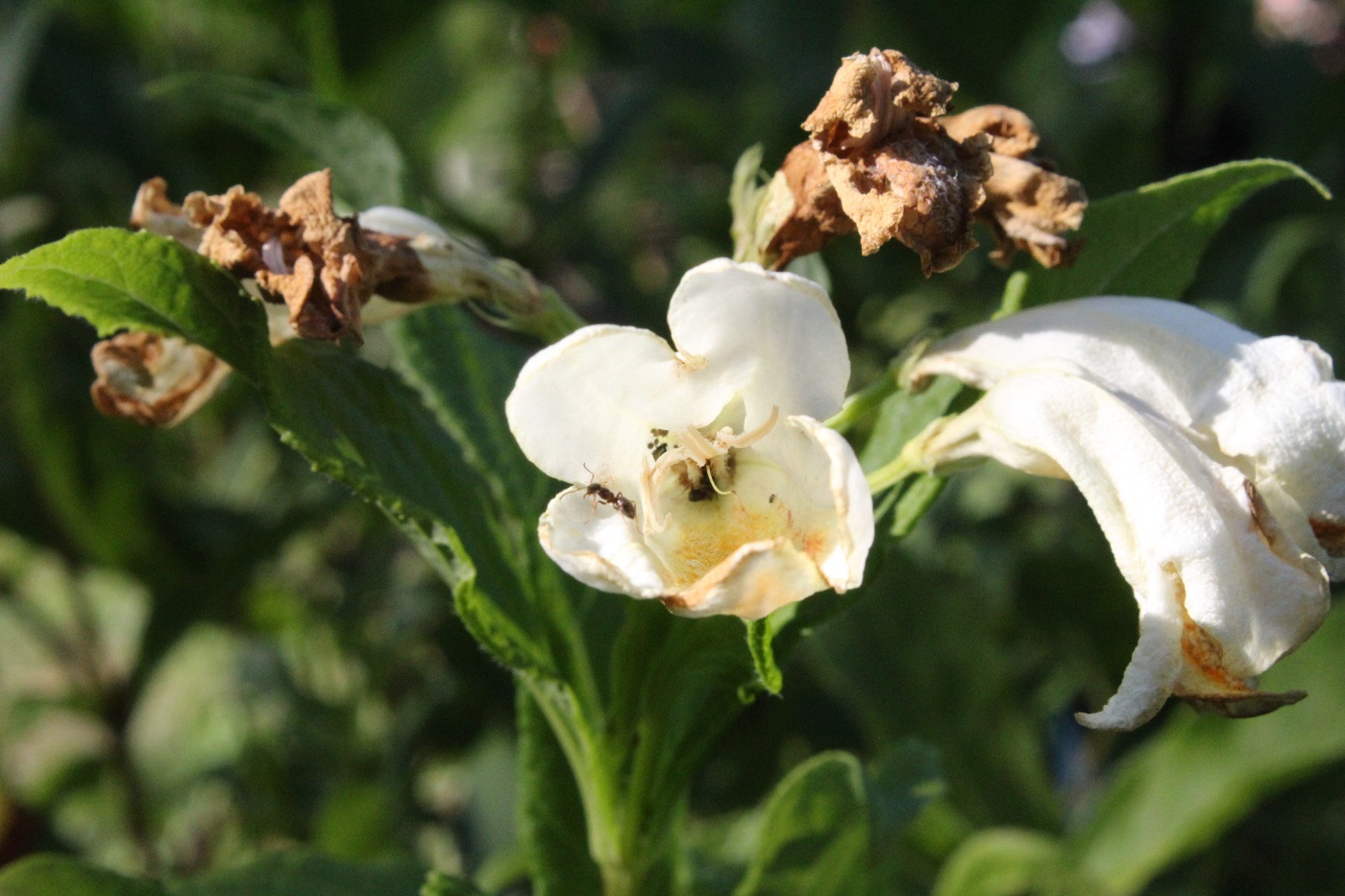 Изображение особи Weigela middendorffiana.