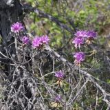 Rhododendron parvifolium