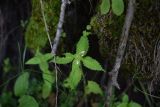 Galeopsis bifida