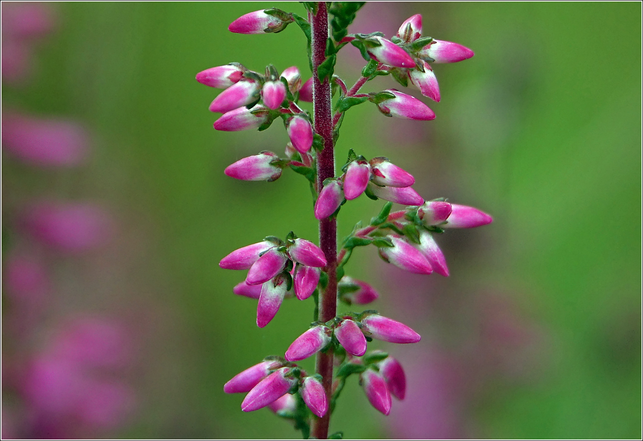 Изображение особи Calluna vulgaris.