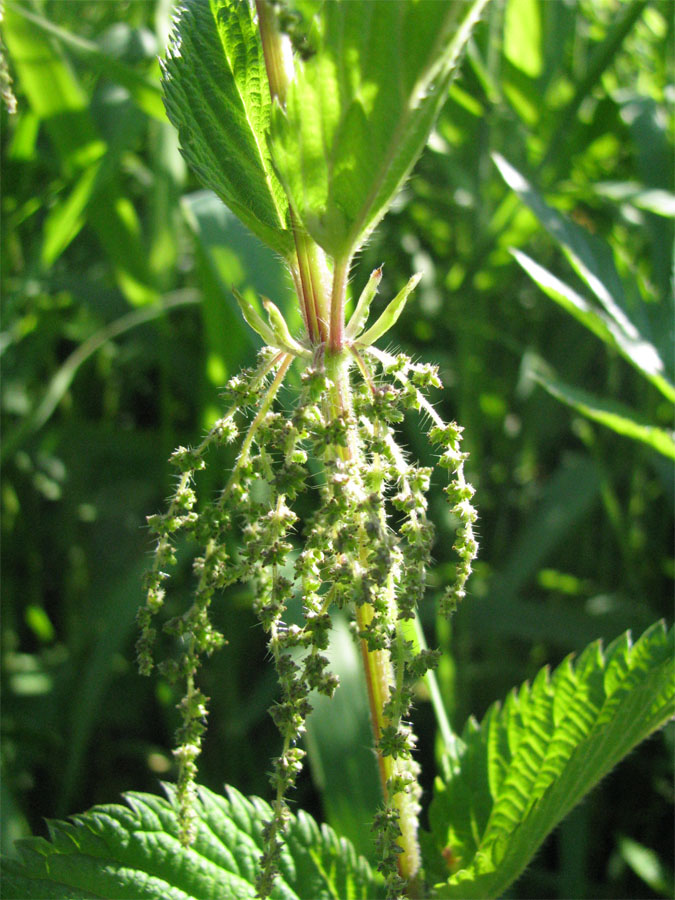 Изображение особи Urtica dioica.