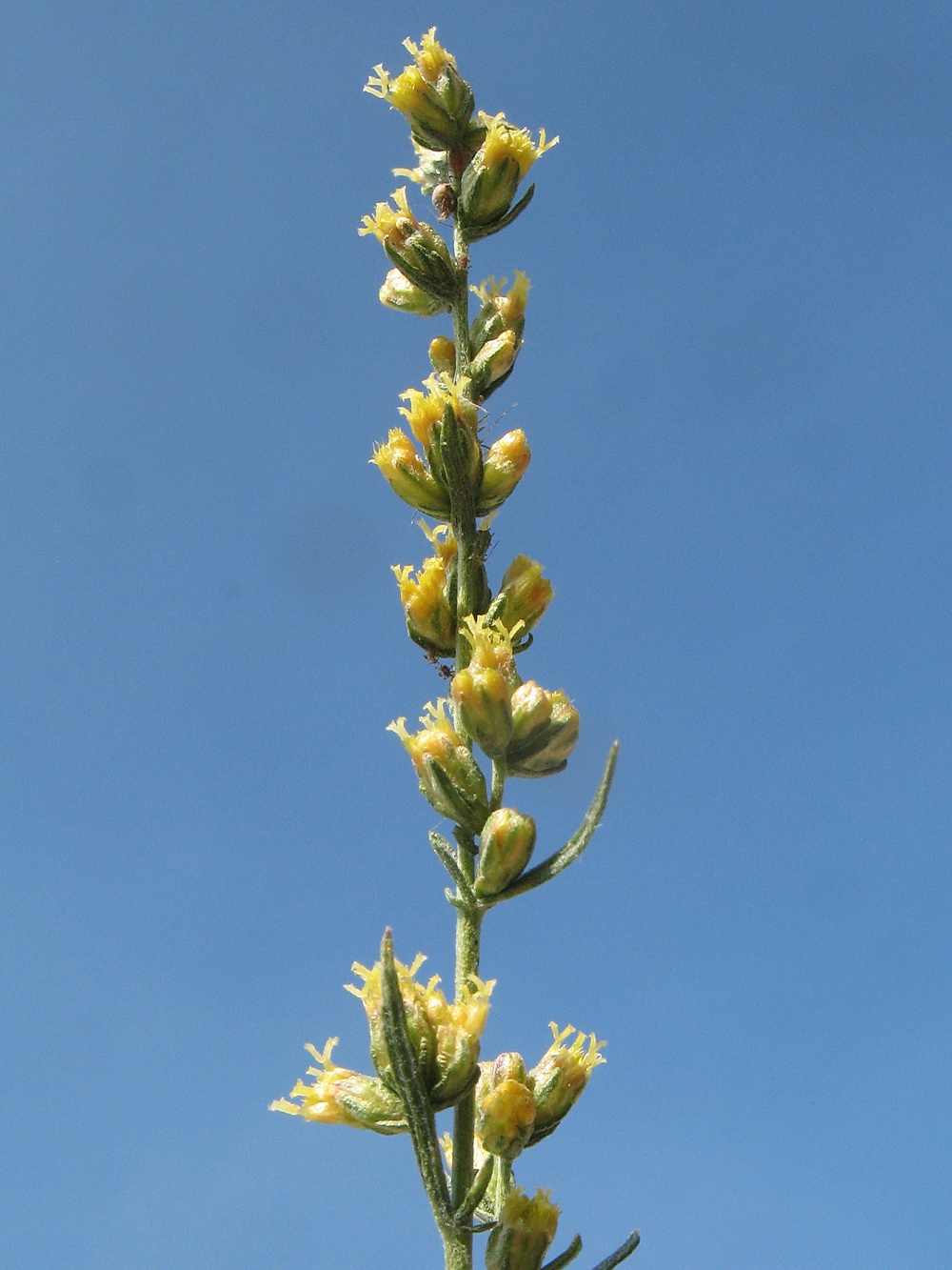 Изображение особи Artemisia serotina.