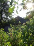 Ribes aureum