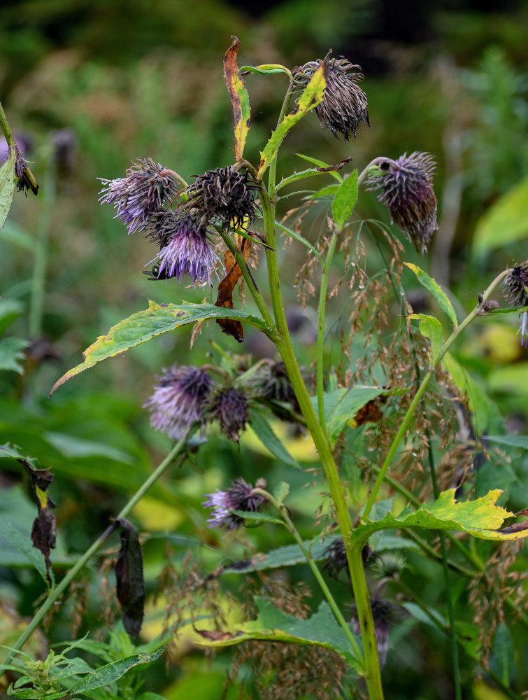 Image of Cirsium kamtschaticum specimen.