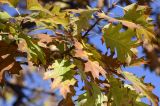 Quercus rubra. Верхушка ветви с плодами и листьями в осенней окраске. Испания, автономное сообщество Каталония, провинция Жирона, комарка Баш Эмпорда, муниципалитет Калонже, в озеленении. 19.11.2023.