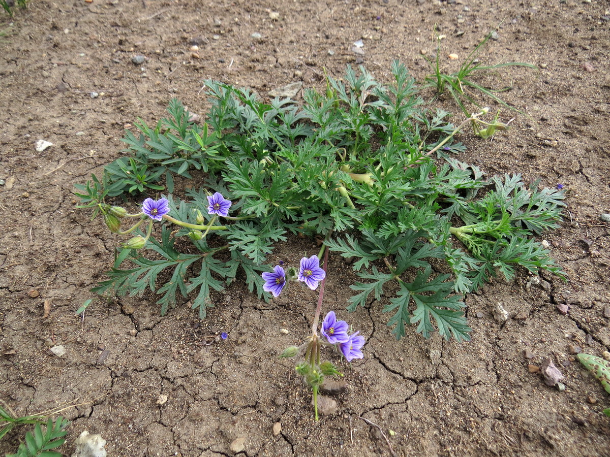 Изображение особи Erodium stephanianum.