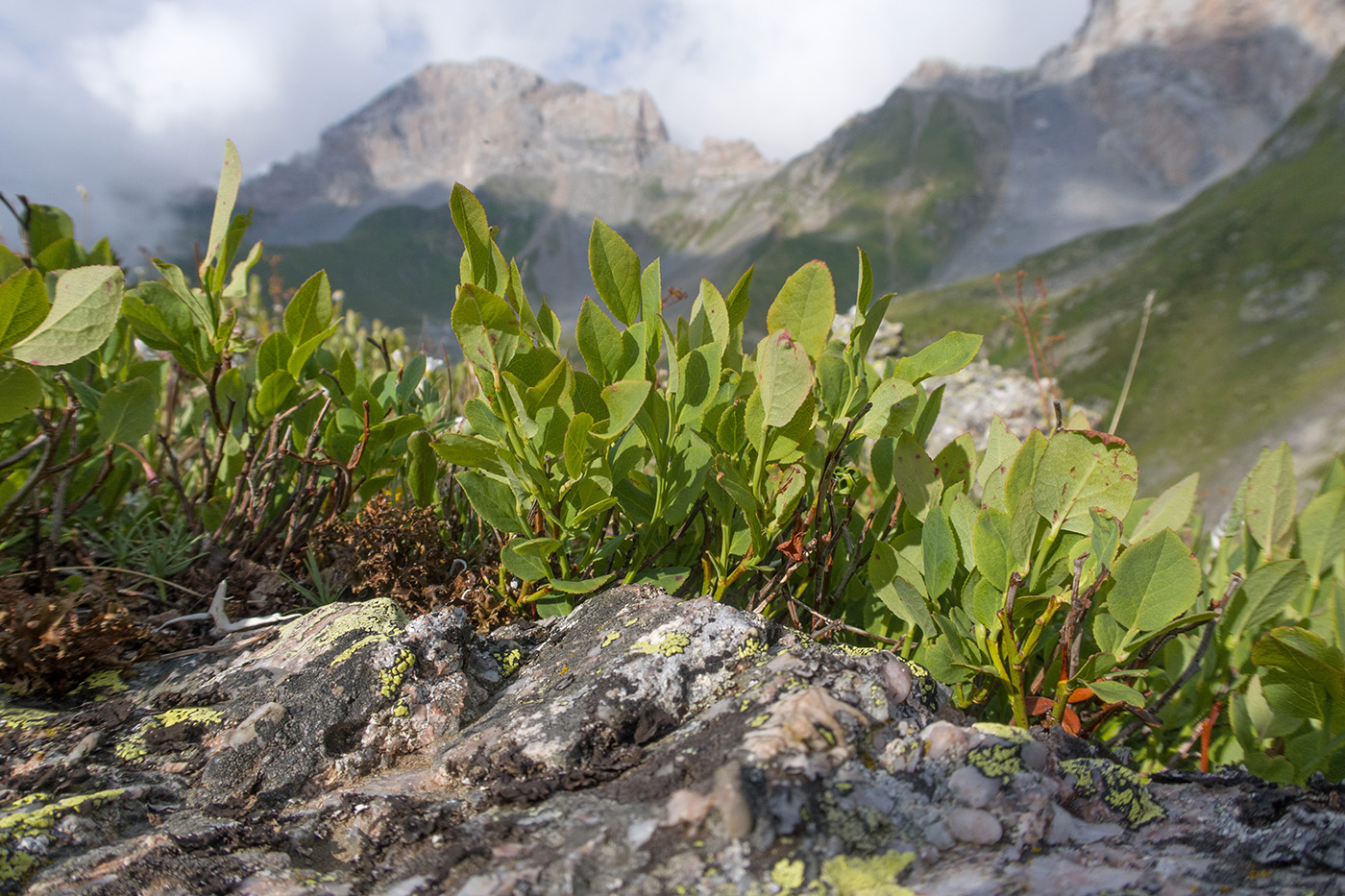 Image of Vaccinium myrtillus specimen.