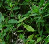 genus Thymus