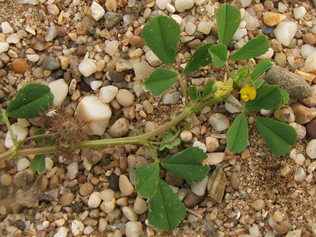 Изображение особи Medicago denticulata.