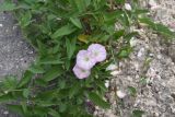 Convolvulus arvensis