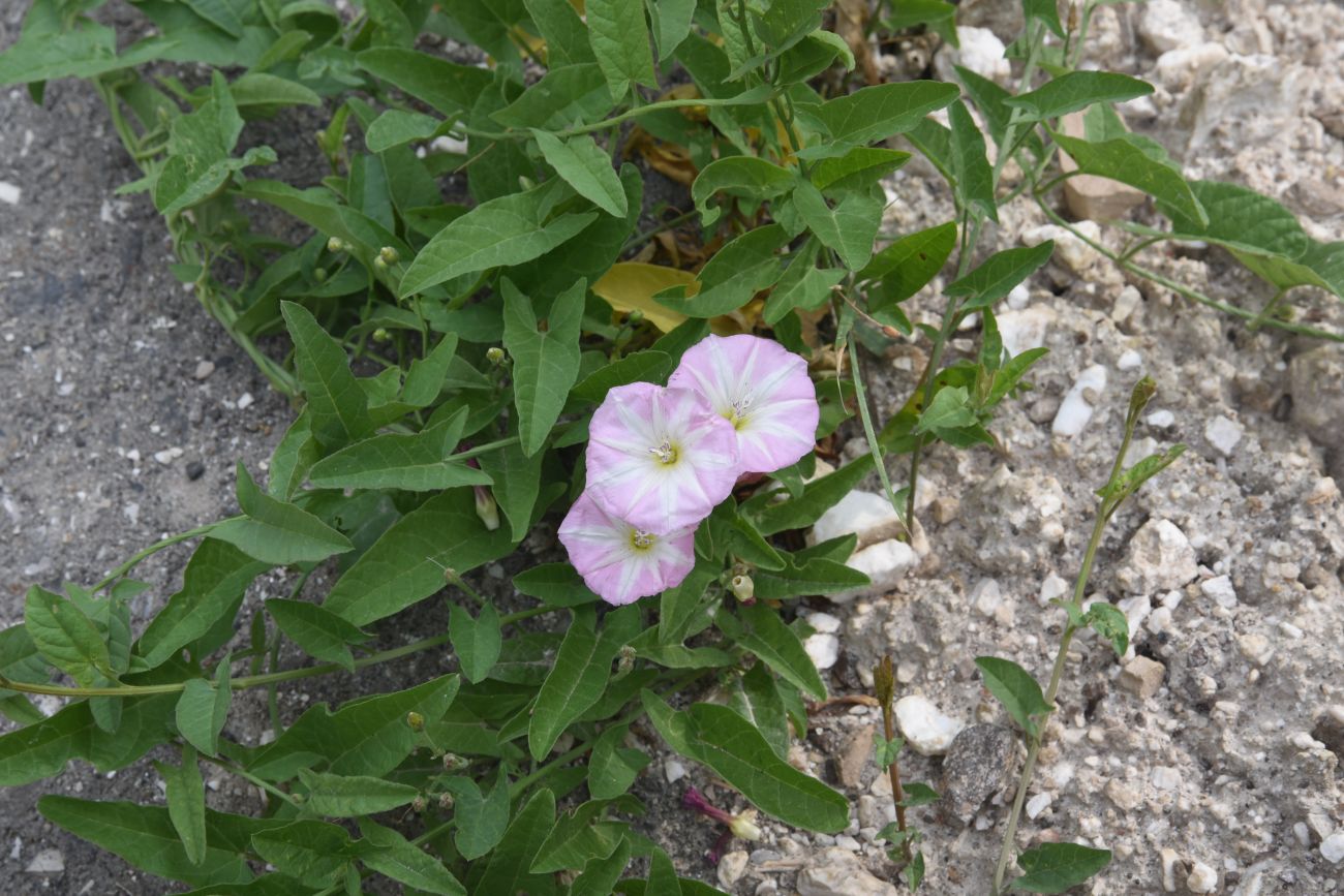 Image of Convolvulus arvensis specimen.