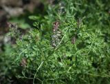 Fumaria officinalis