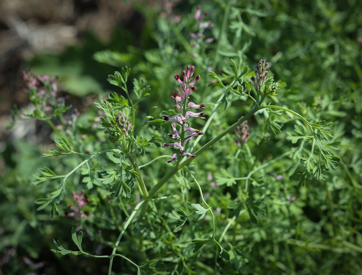 Изображение особи Fumaria officinalis.